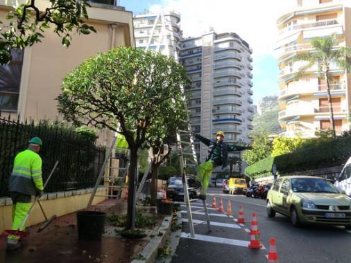 街头工人采摘橘子