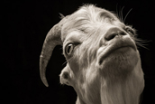 Kevin Horan：羊的表情