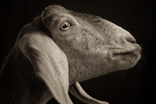 Kevin Horan：羊的表情