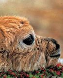 《我和藏羚羊》