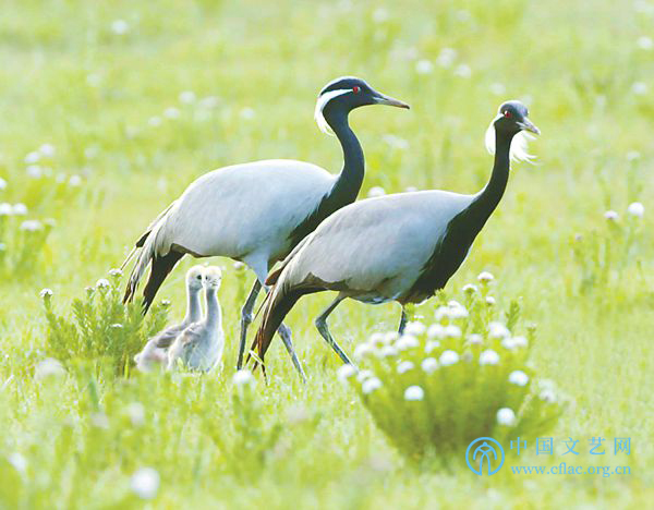 纪录片《家园·生态多样性的中国》:典型动物