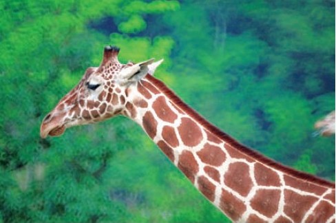 摄影之捕捉动物喜怒哀乐与生态实拍技法