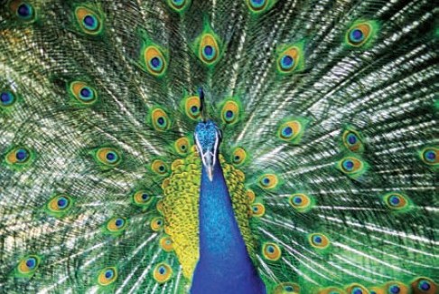 摄影之捕捉动物喜怒哀乐与生态实拍技法