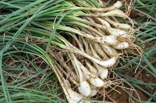 中国文艺网_人生如薤露